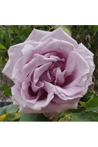 Роза пастельных фиолетовых оттенков Индиголетта